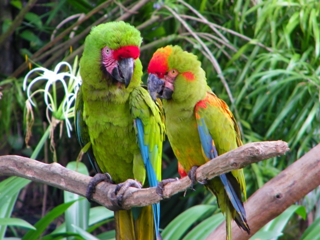 Ara_macaws_-Jurong_Bird_Park