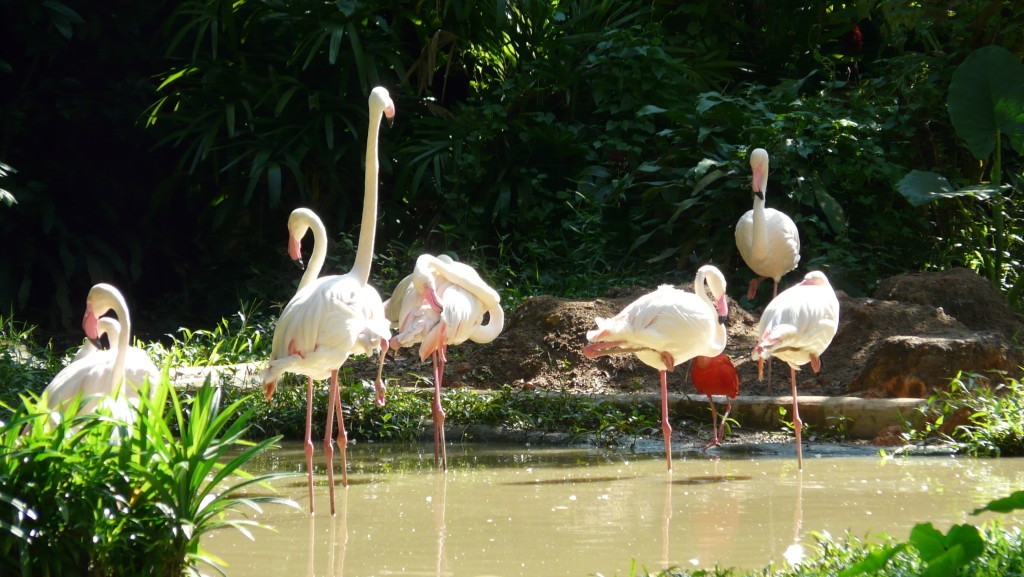 Flamingo_singapore_zoo