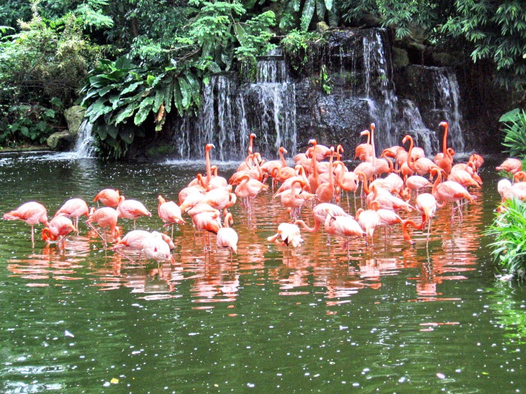 flamingo-lake