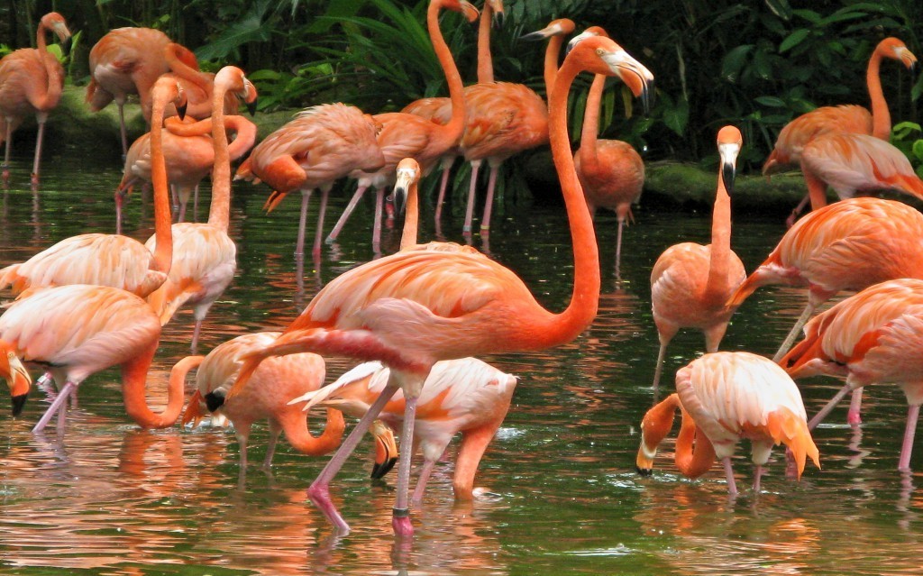 pink-flamingos-at-jurong-bird-park