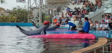 Дельфинарий - шоу и плавание с дельфинами