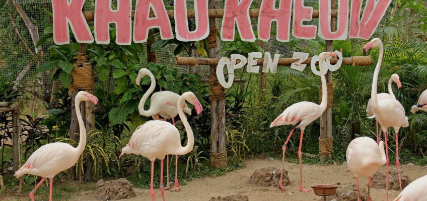 Khao Kheow Open Zoo Siracha, Thailand
