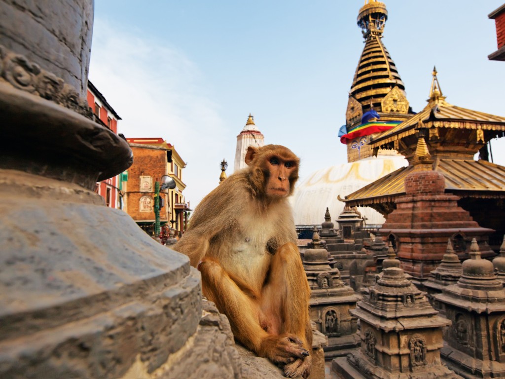 Monkey-On-Swayambhunath-Stupa-Kathmandu-Nepal