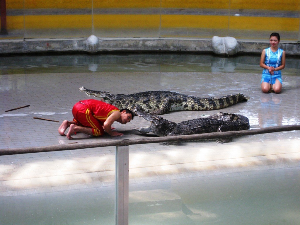 Sriracha Tiger Zoo croc show