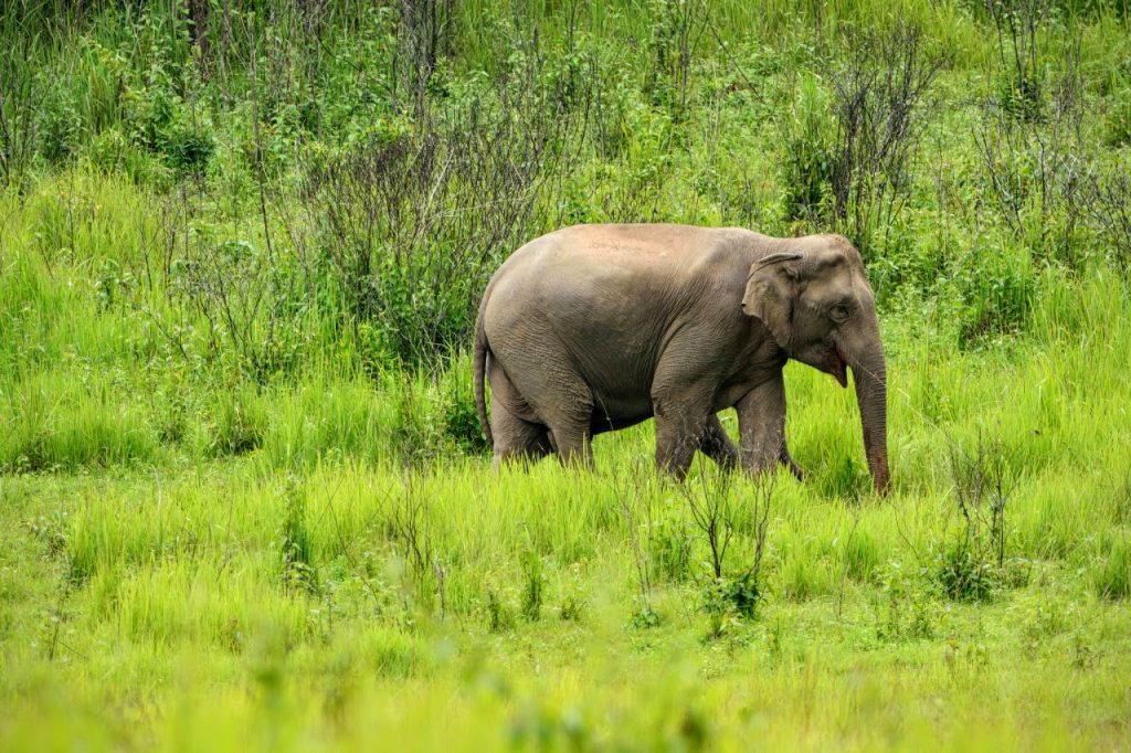 Слон в парке Кхауяй